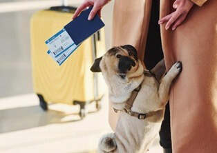 best travel certificate for pets in vizag
